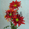chrysanthemum disbud mums cremons rovers